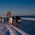 yakutian laika sledding 7 ajar