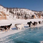 ヤクーチアンライカ犬ぞり体験